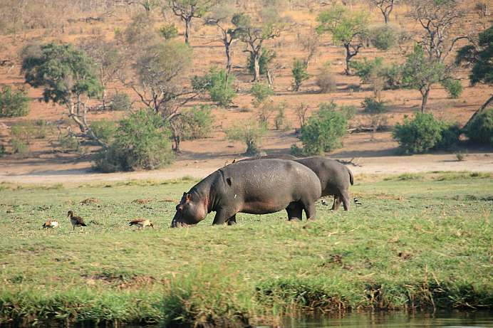 Hippos im Chobe Nationalpark