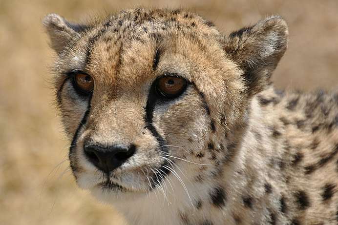 Cheetah Conservation Fund