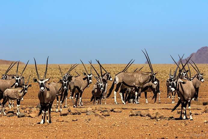 Oryx-Antilopen am Rand der Namib