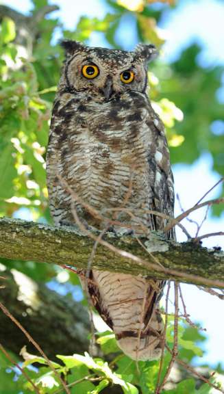 Ein Bewohner des Weinguts – ©Heike Engelhart Ein Bewohner des Weinguts