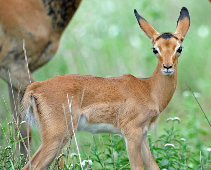 Junges Impala – ©Heike Engelhart Junges Impala