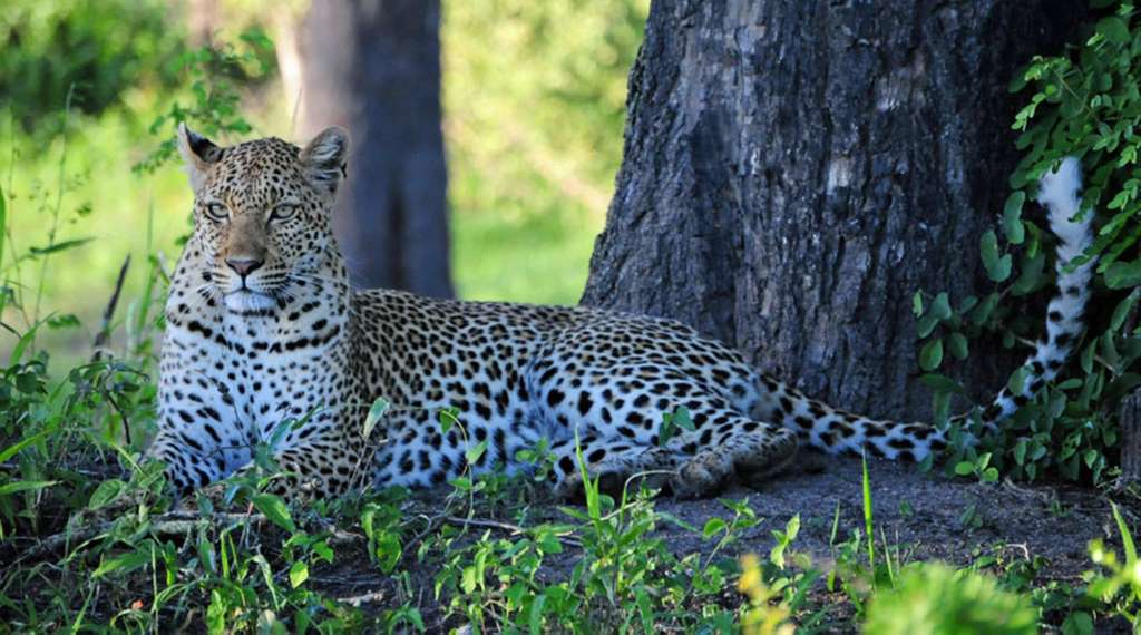 Leopardin in Sabi Sand – ©Heike Engelhart Leopardin in Sabi Sand