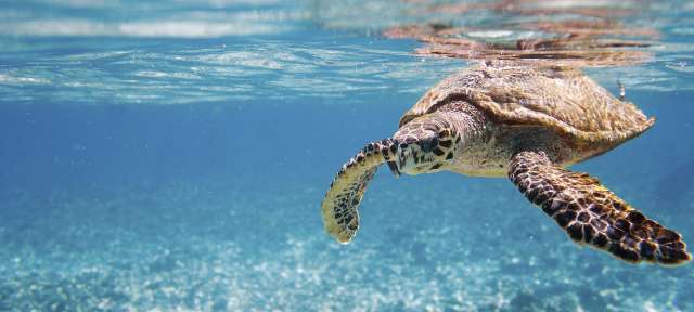 Hawksbill Seeschildkröte Eine Meeresschildkröte schwimmt im Ozean