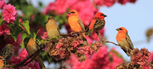 Der Kardinal: mittlerweile eine heimische Vogelart Eine Gruppe von Vögeln sitzt auf einem Ast mit rosa Blumen