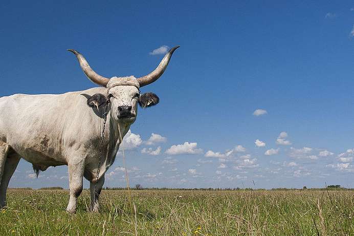 Puszta Einöde zwischen Donau und Theiß