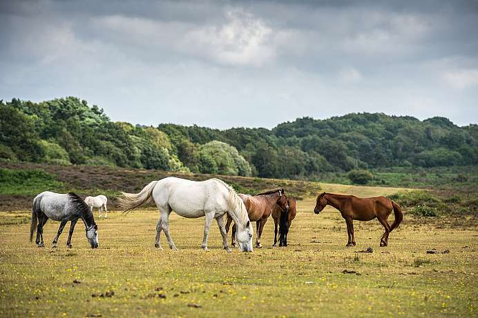 New Forest National Park Laubwald und Heide mit großer Artenvielfalt
