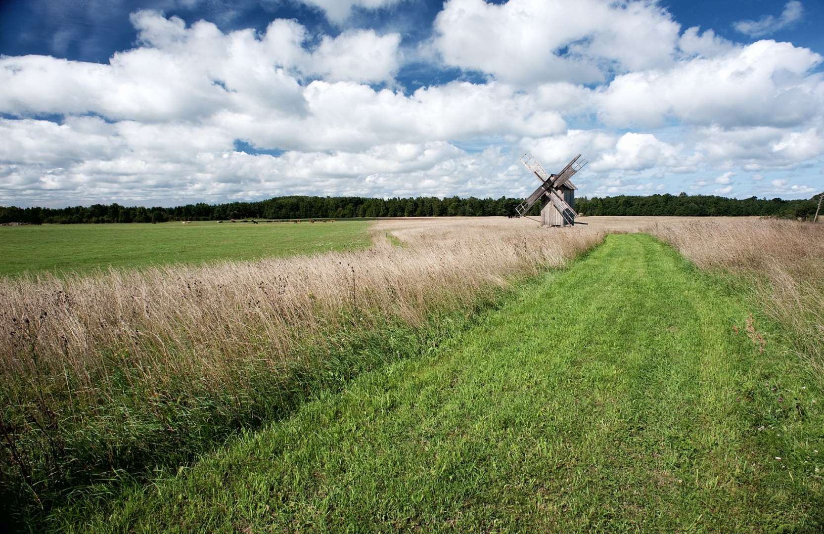 Ein Feld mit einer Windmühle in der Mitte