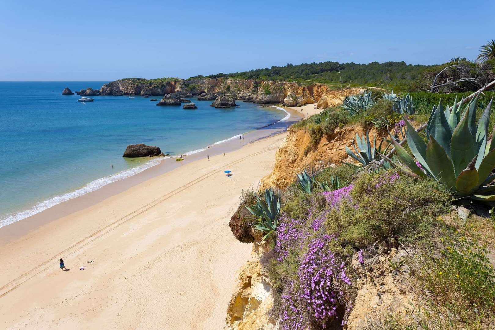 Ein Strand mit lila Blumen und einem großen Felsen im Hintergrund