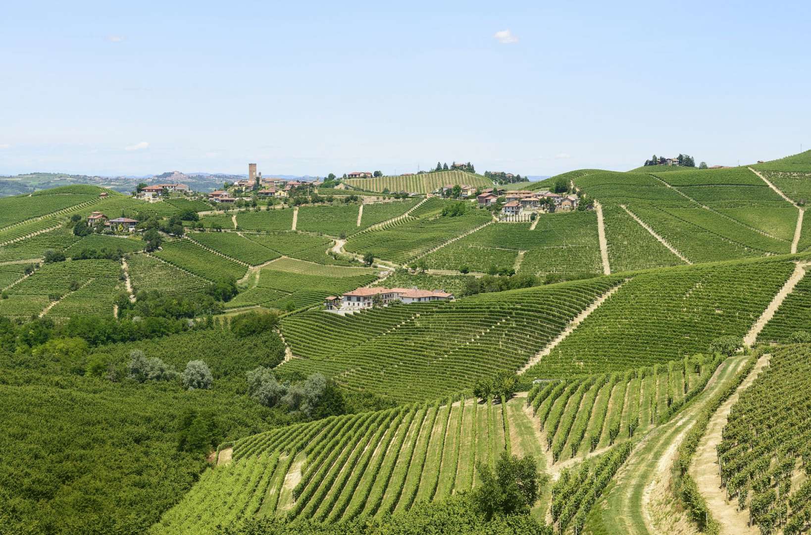 Ein Weinberg mit einem kleinen Dorf im Hintergrund