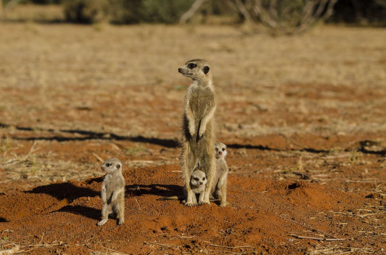 Eine Gruppe von Erdmännchen steht auf einem Feld
