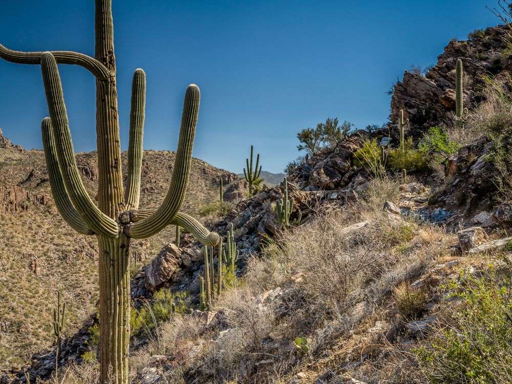 Ein Saguarokaktus steht auf einem felsigen Hügel