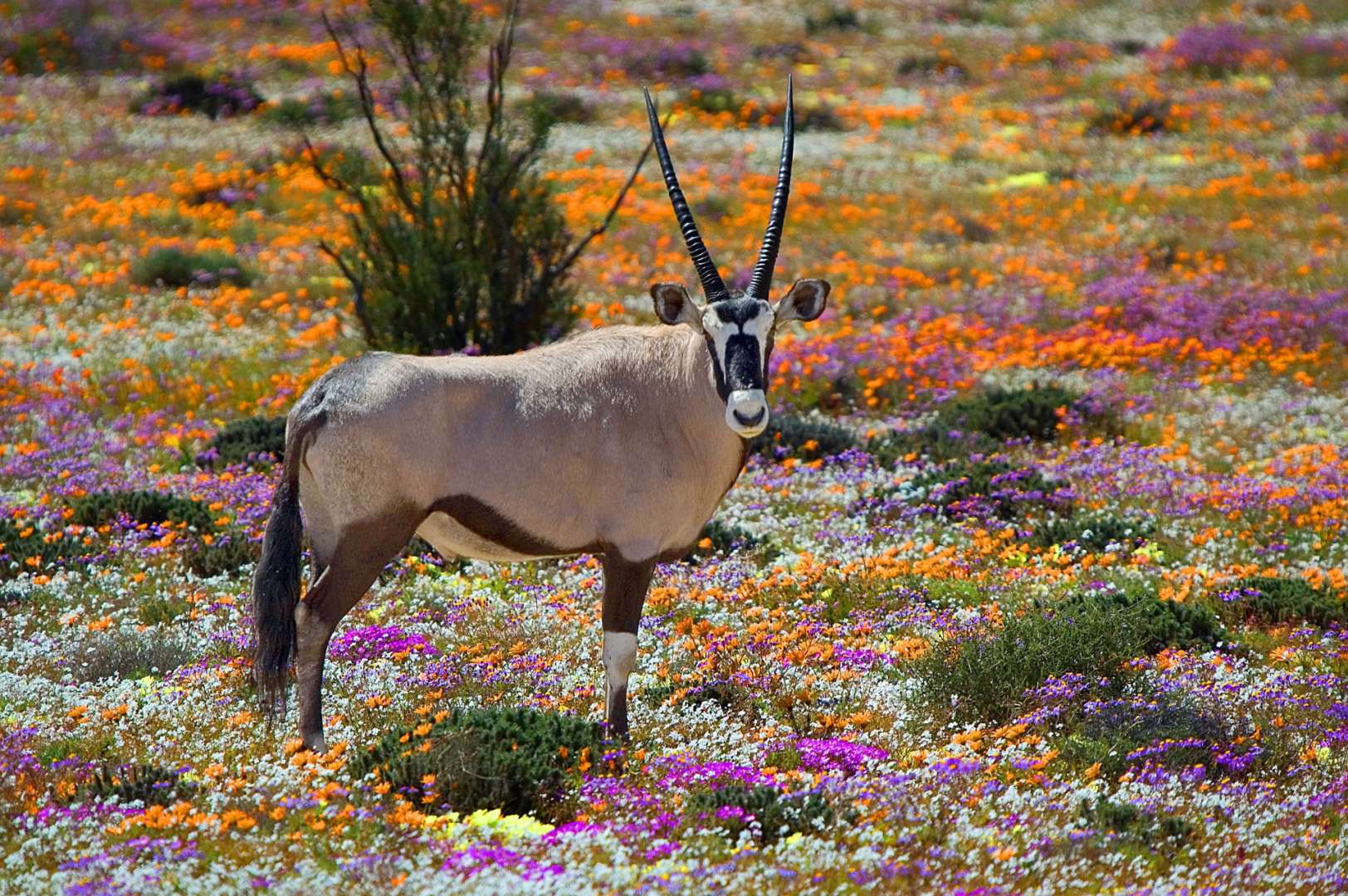 Eine Antilope steht in einem Feld mit bunten Blumen