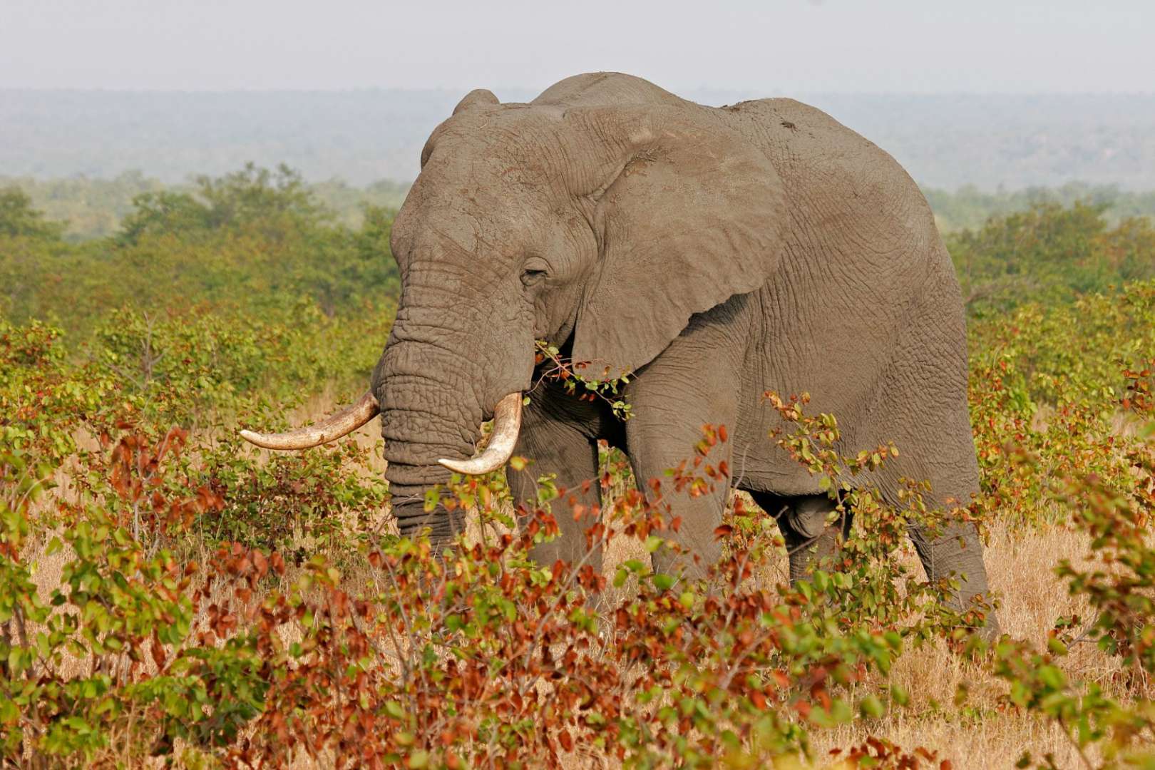 Ein großer elefant steht in einem grasbewachsenen feld