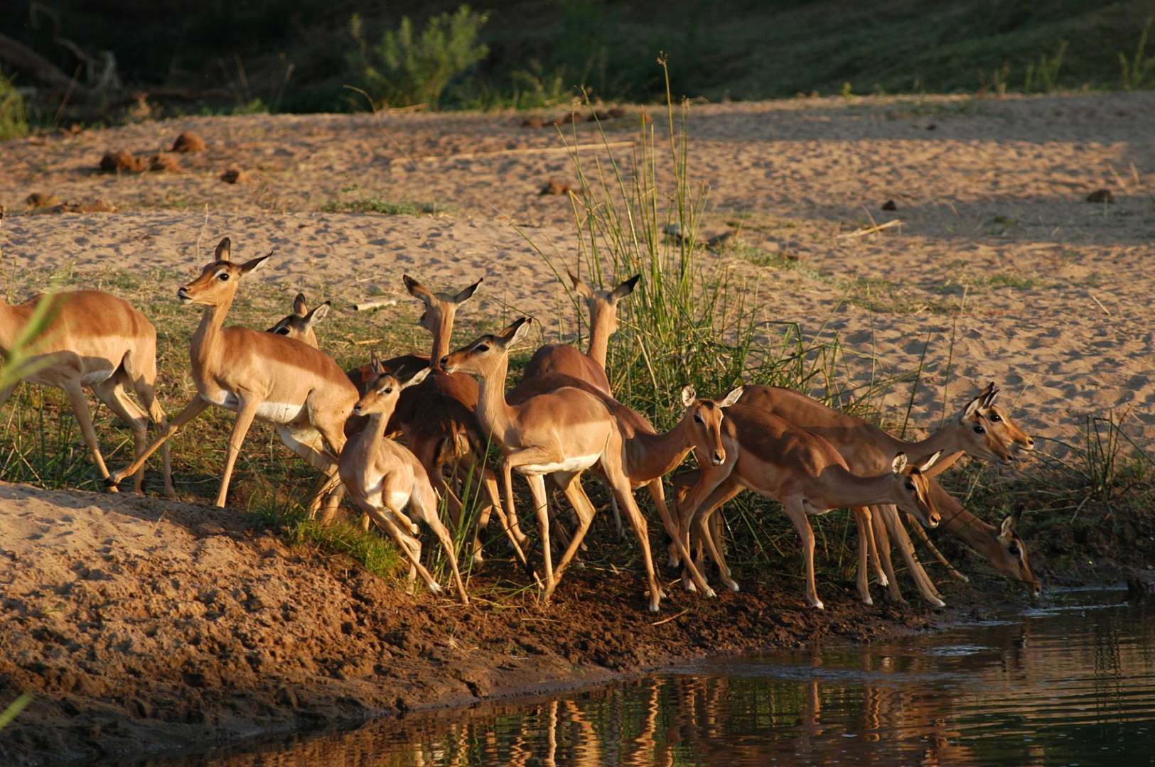 Eine Herde Impala steht neben einem Fluss und trinkt Wasser