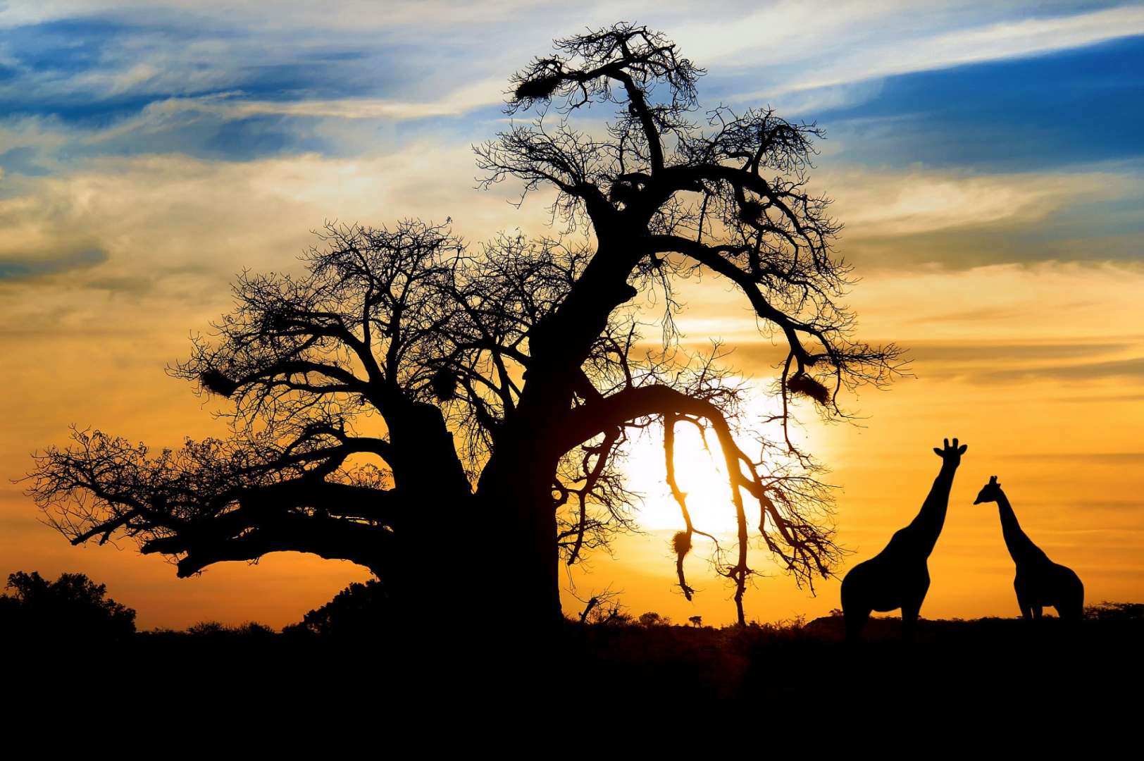 Zwei Giraffen stehen vor einem Baum bei Sonnenuntergang
