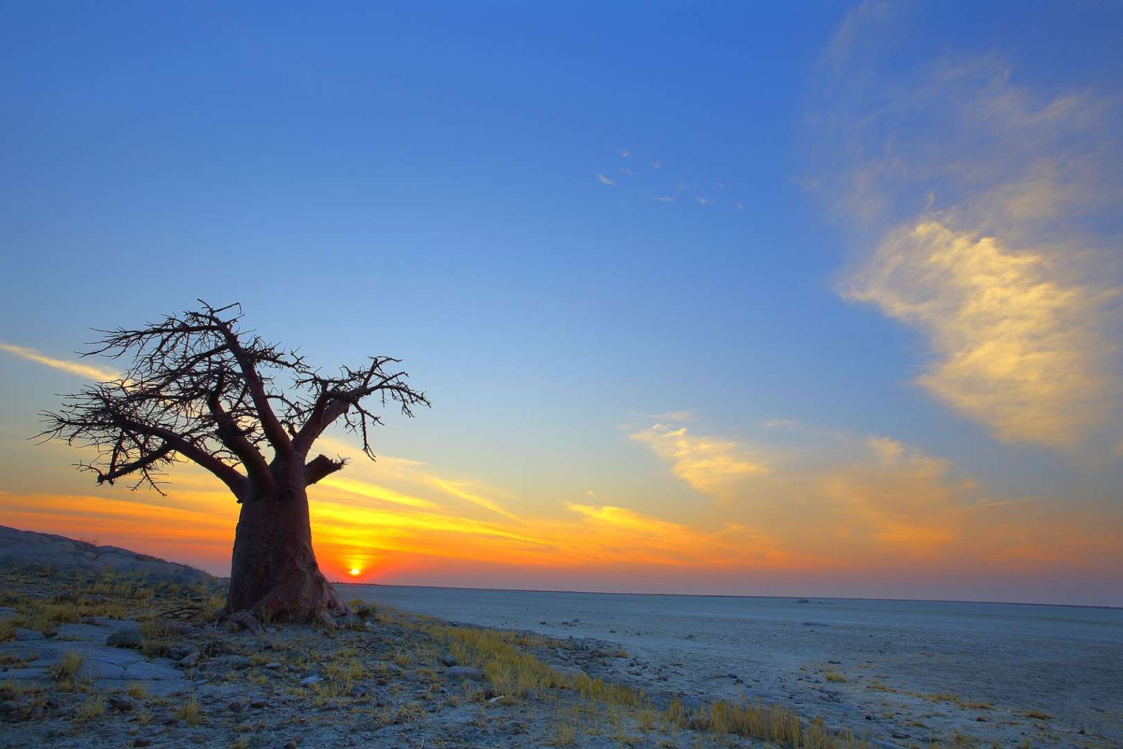 Ein Baum steht in der Wüste bei Sonnenuntergang