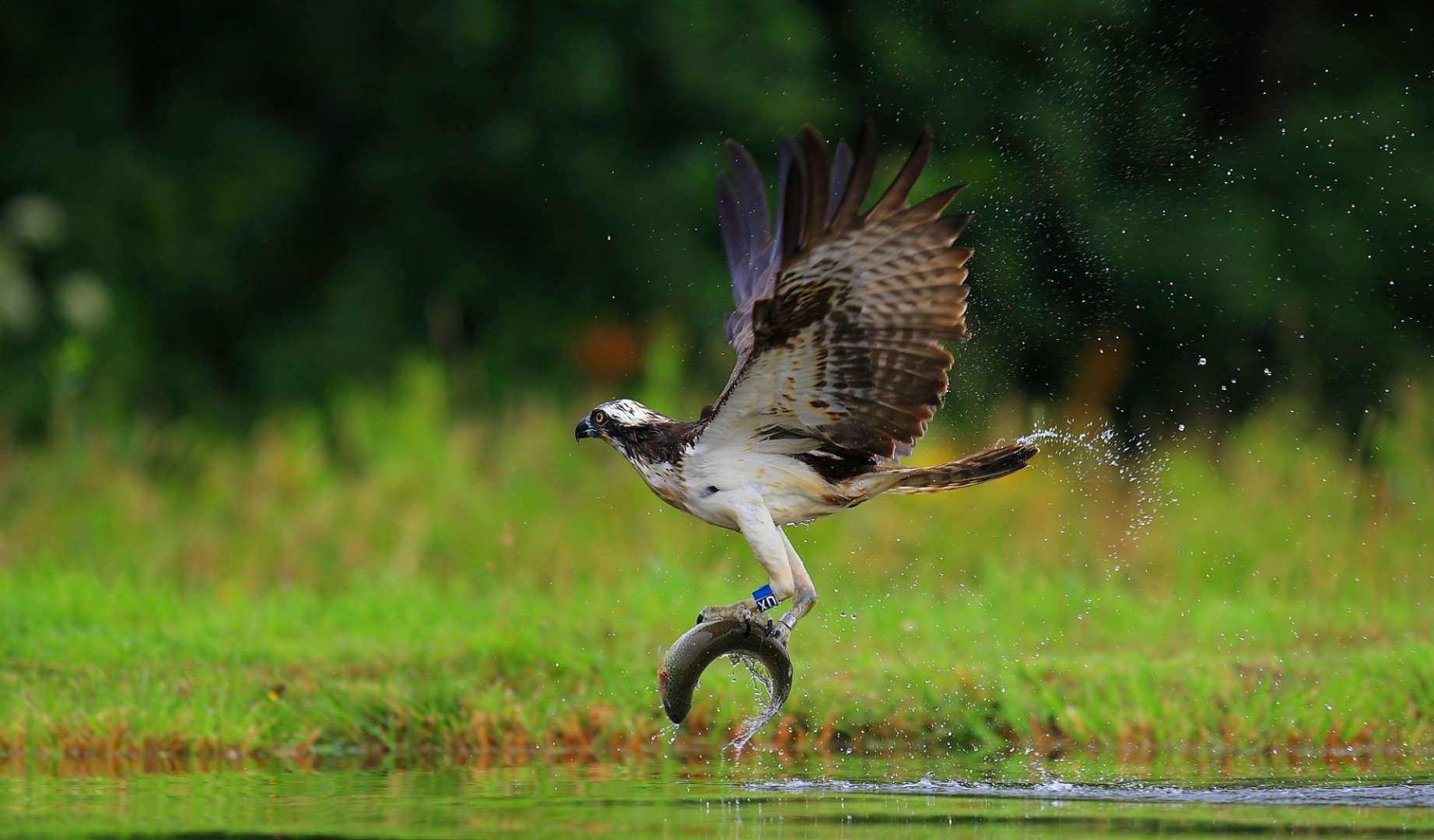 Ein Vogel fängt einen Fisch aus dem Wasser