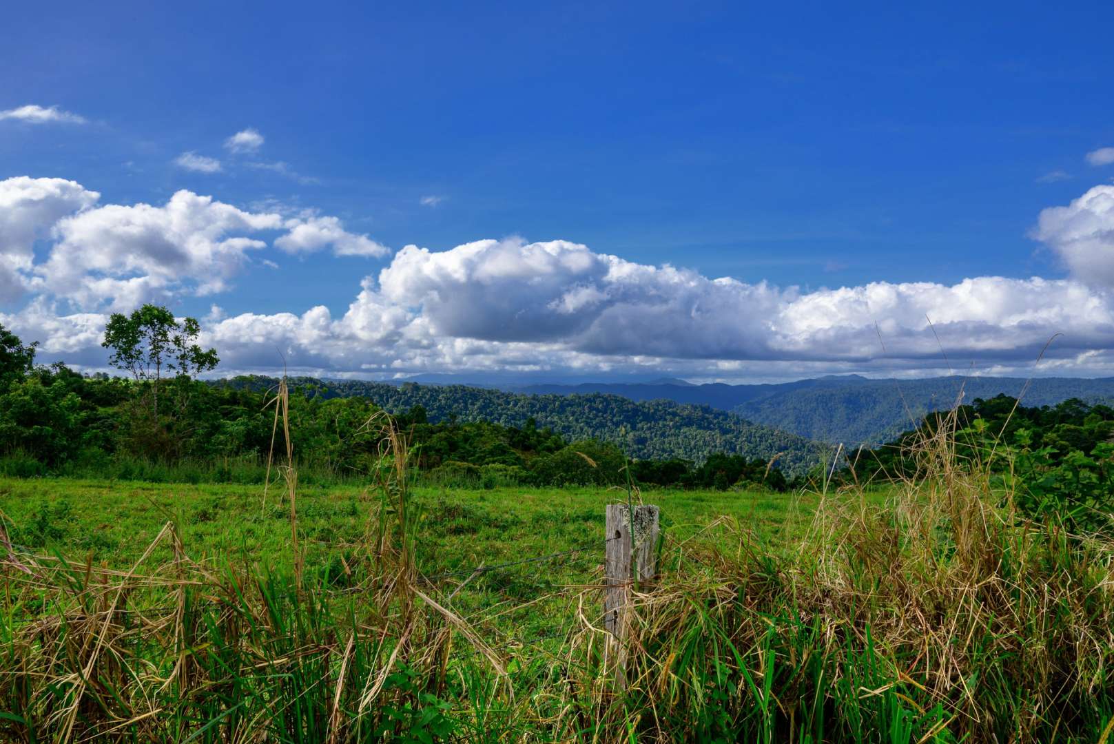 Ein Feld mit Bäumen und Bergen im Hintergrund