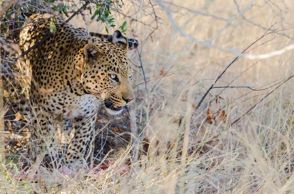 Ein leopard steht im hohen gras und schaut in die kamera