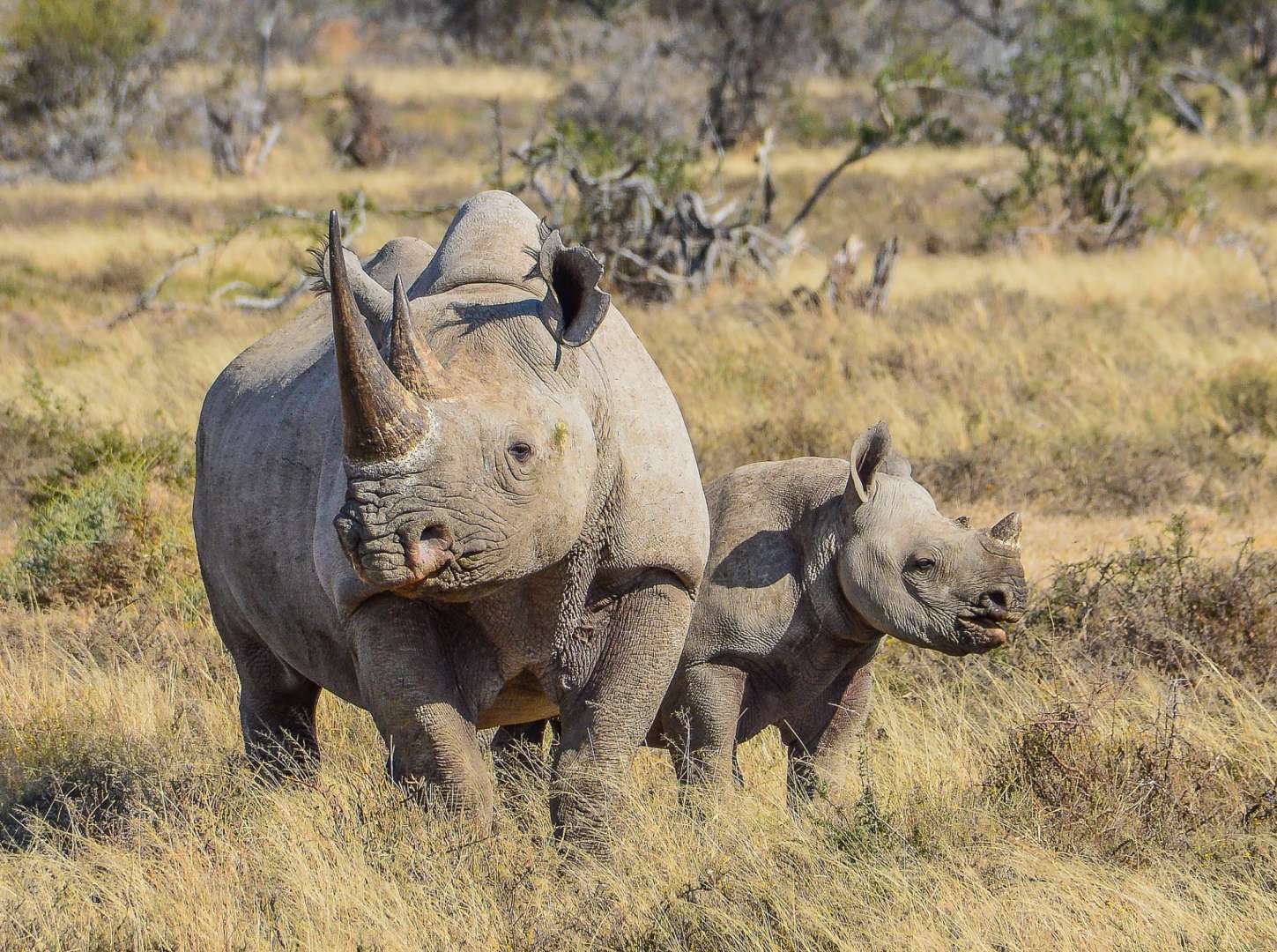 Ein Nashorn und ein Baby Nashorn stehen in einem Feld