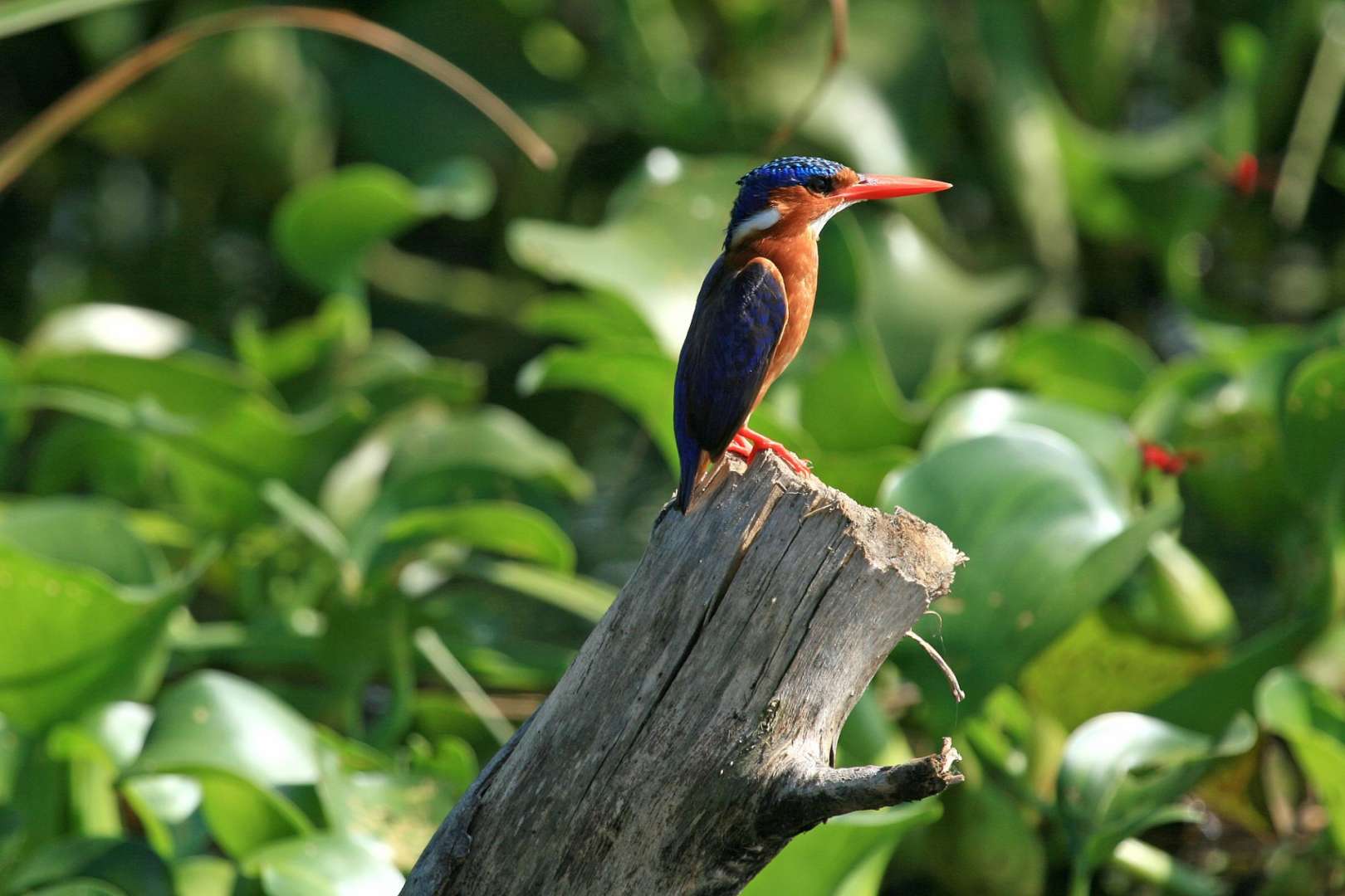 Ein blau-orangefarbener Vogel sitzt auf einem Baumstamm