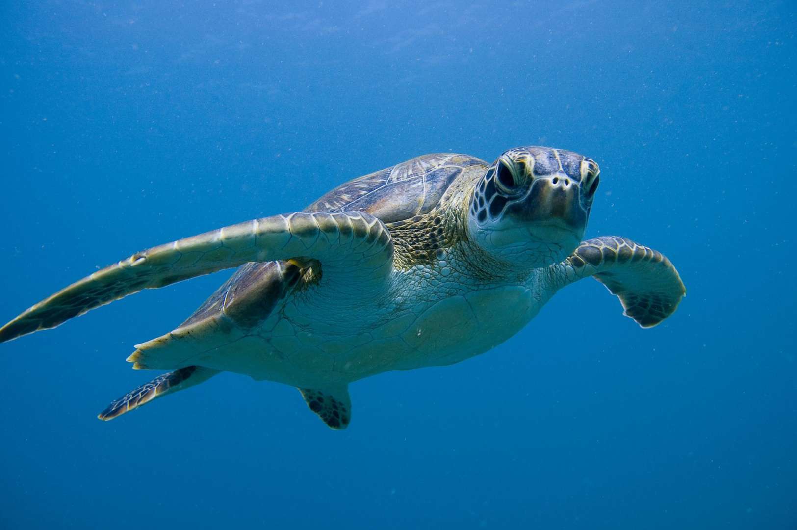 Eine Meeresschildkröte schwimmt im blauen Ozean