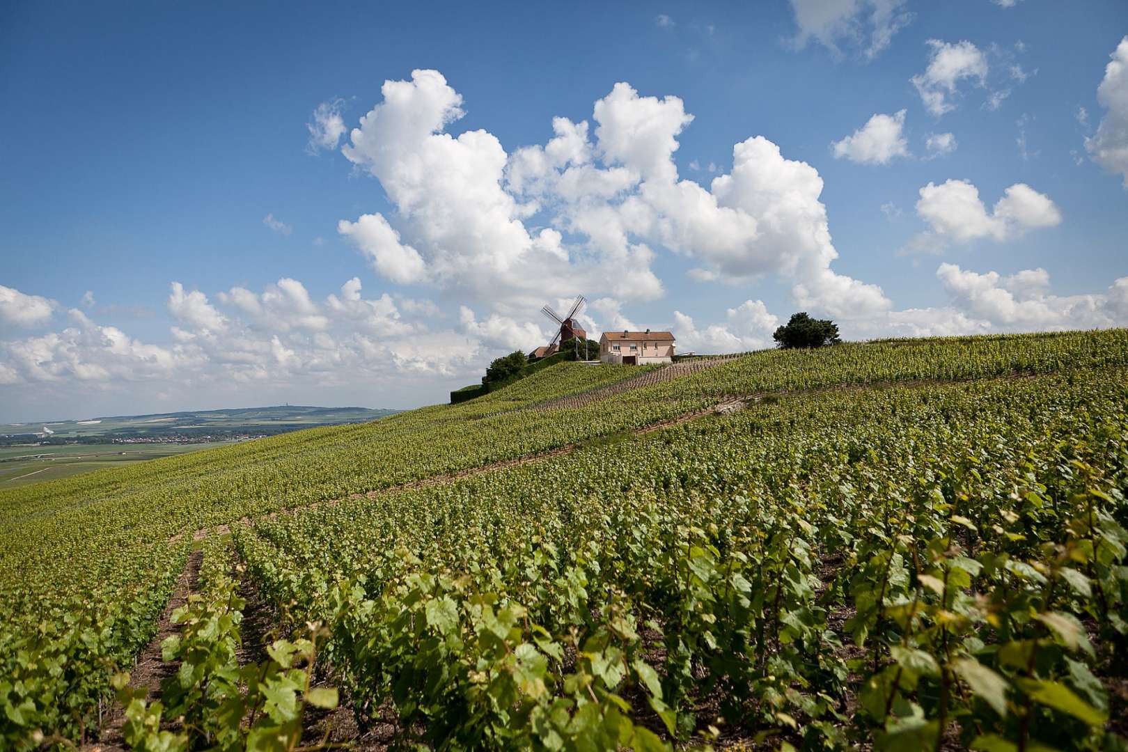 Eine Windmühle sitzt auf einem Hügel über einem Weinberg