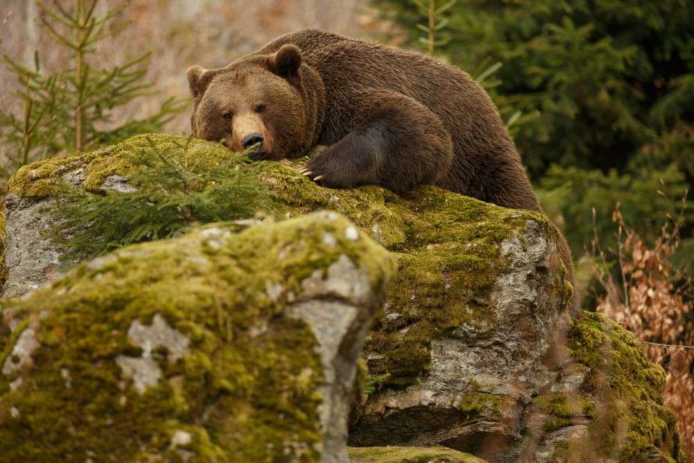 Ein Bär sitzt auf einem grünen Felsen