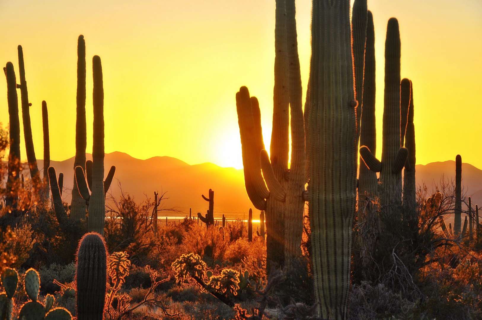 Ein Sonnenuntergang in der Wüste mit Kakteen im Vordergrund