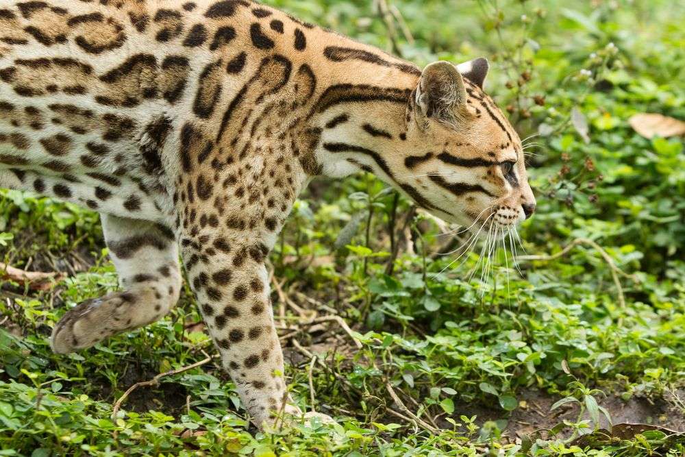 Eine Nahaufnahme eines Leoparden im Gras