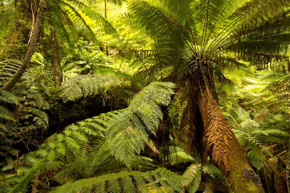 Ein Wald mit vielen Farnen und Bäumen