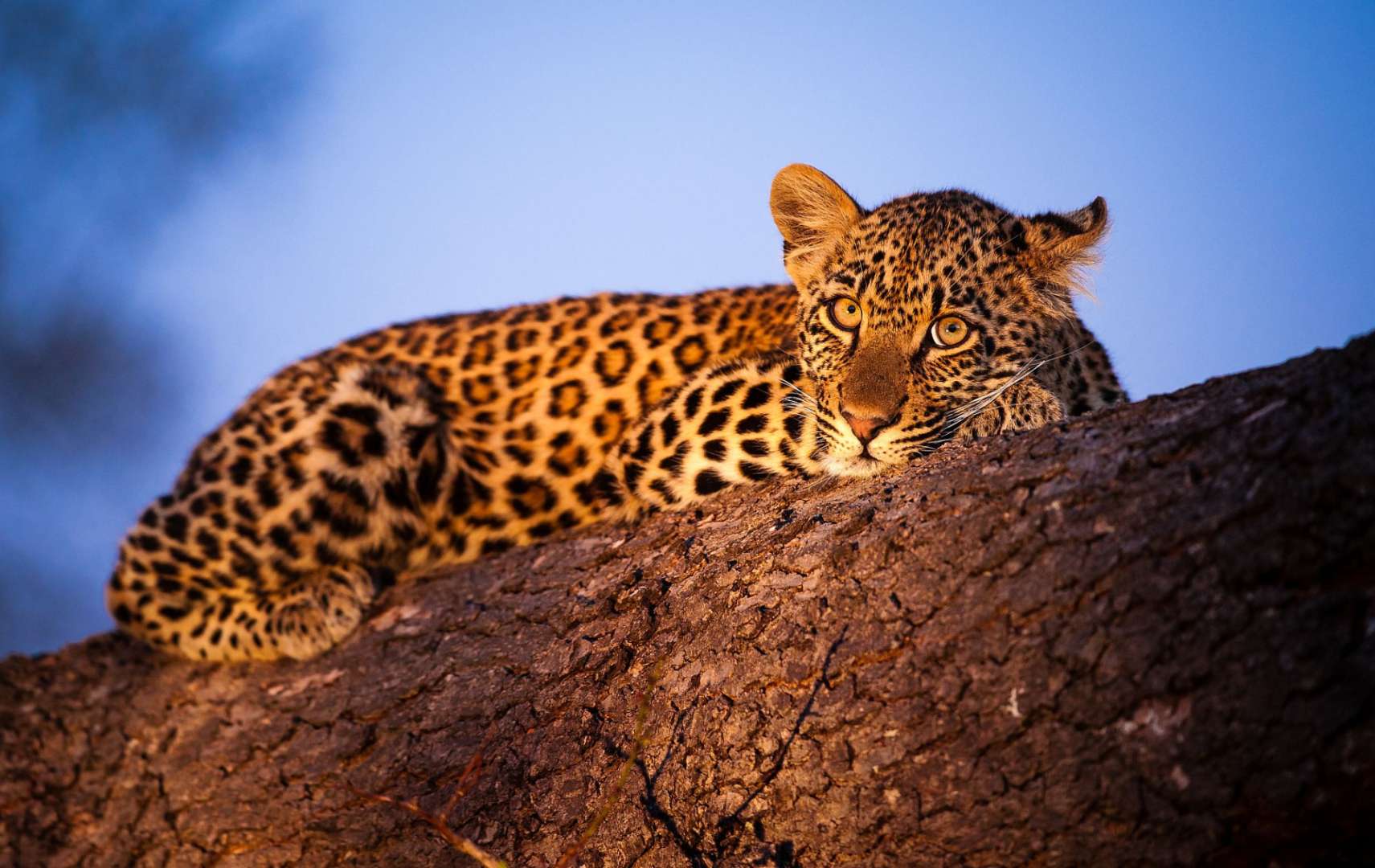 Ein Leopard liegt auf einem Baumstamm und schaut in die Kamera