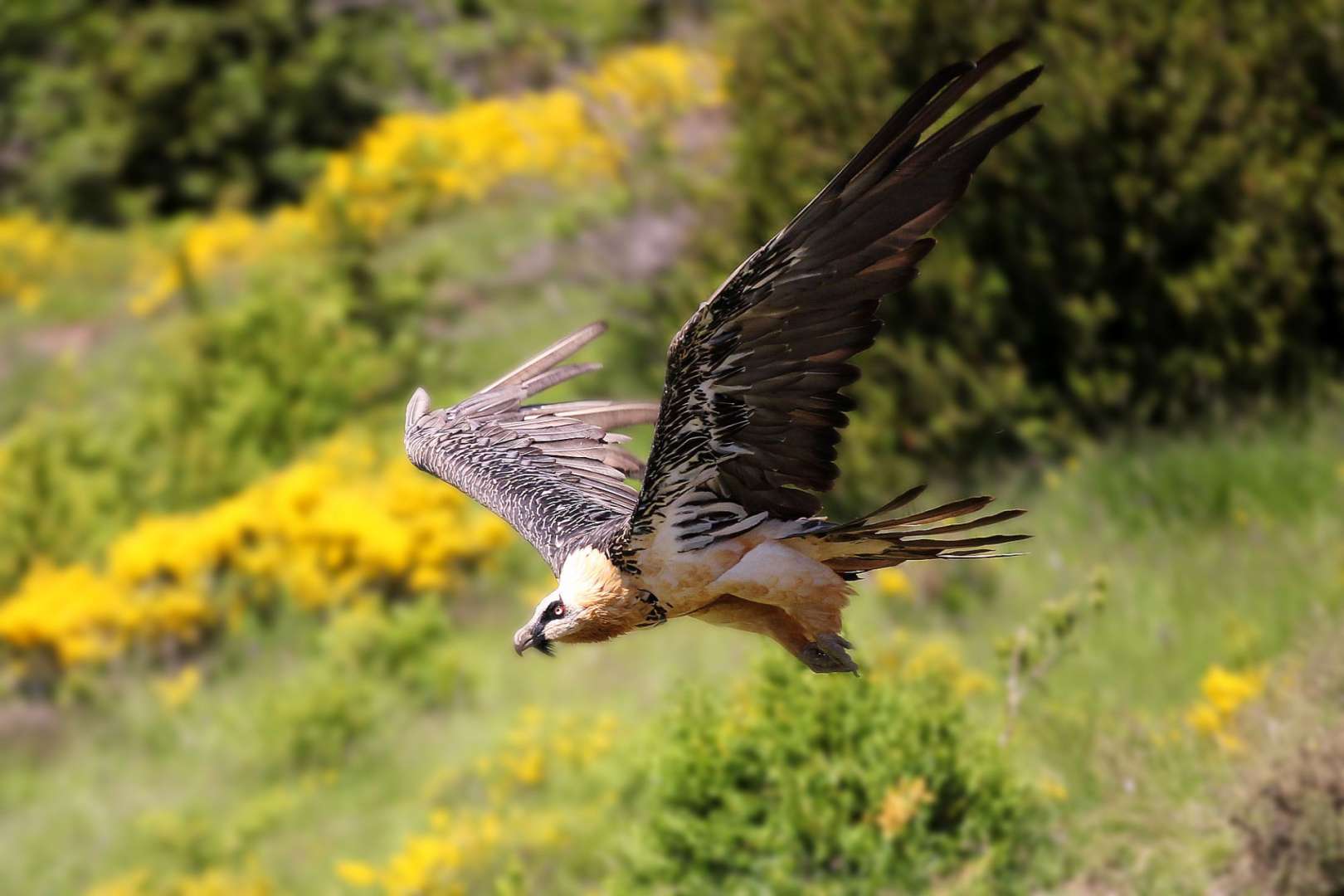 Ein Vogel fliegt über ein Feld mit gelben Blumen