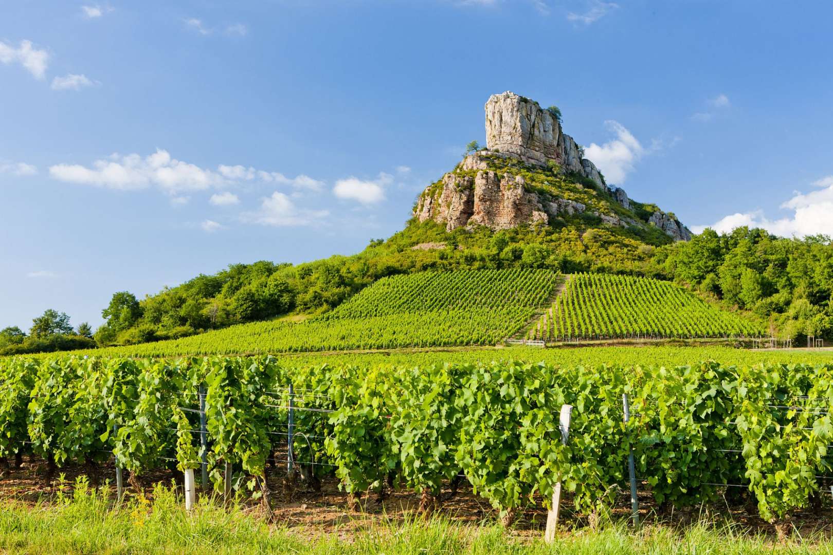 Ein Weinberg mit einem Felsen im Hintergrund