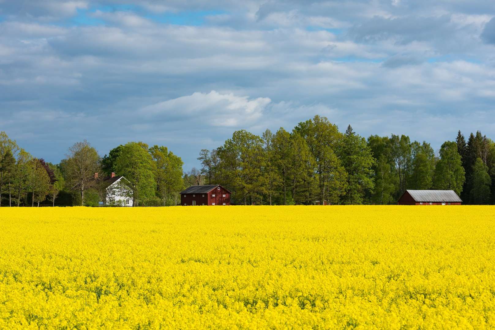 Ein Feld mit gelben Blumen und einem roten Gebäude im Hintergrund