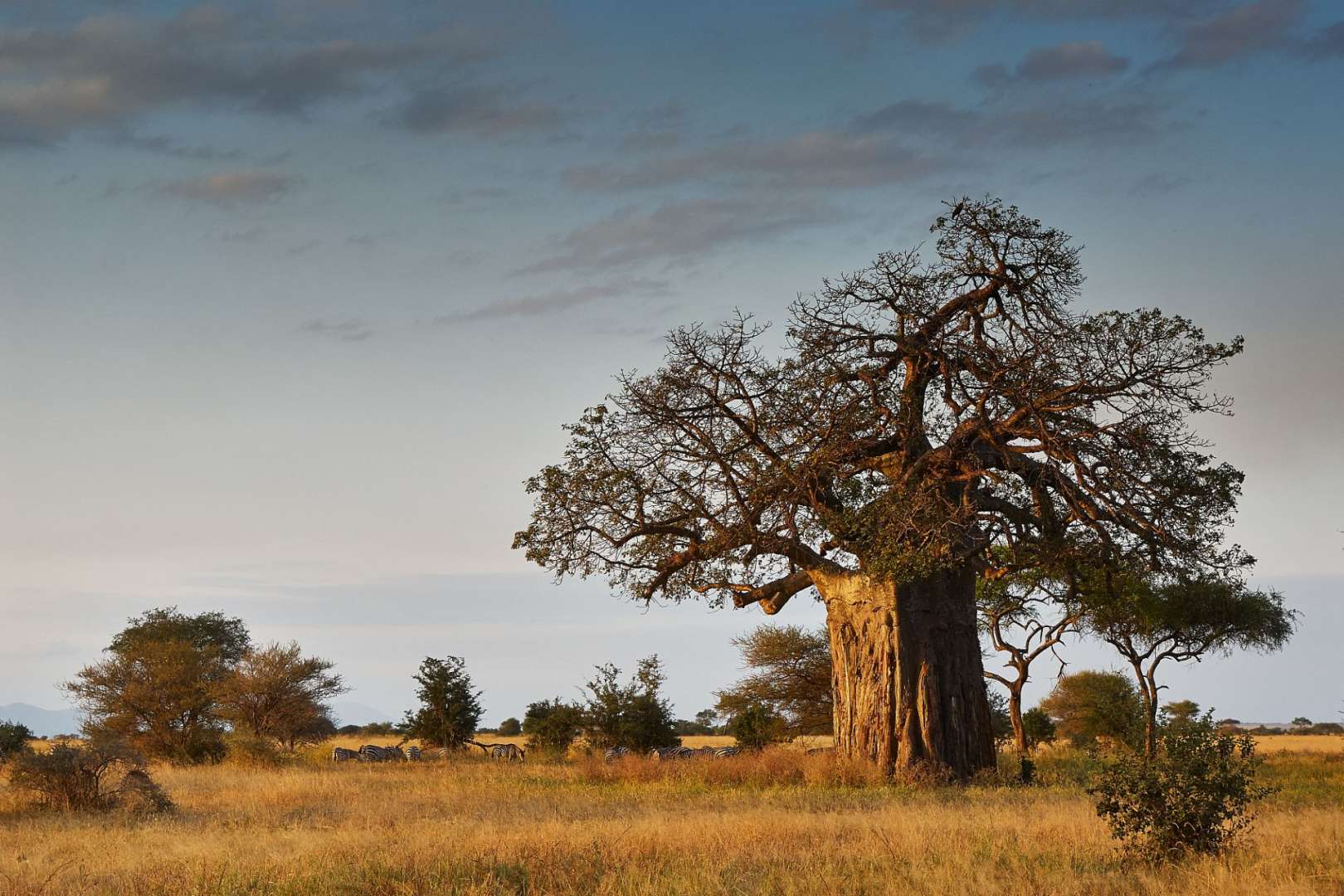 Ein Baum ohne Blätter steht in einem Feld