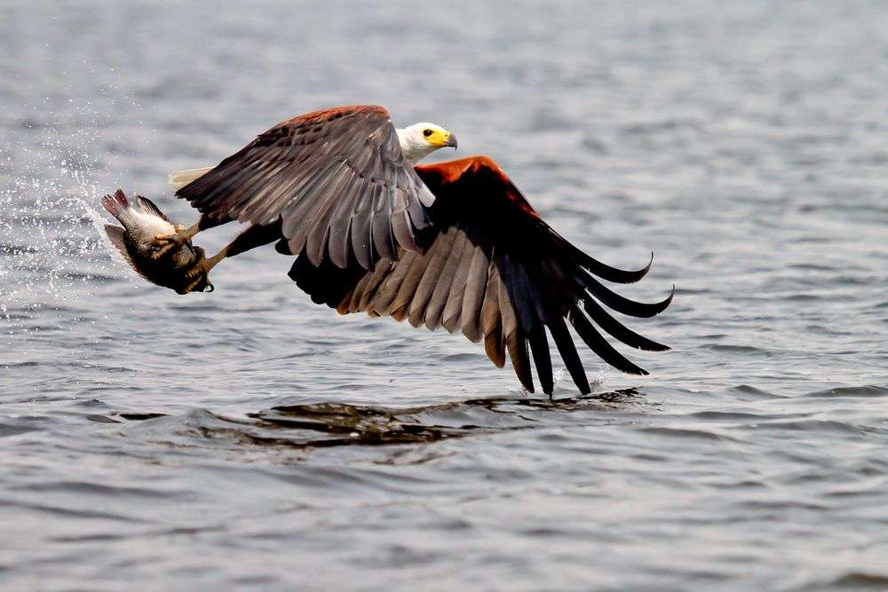 Ein Vogel fliegt über einen Fluss mit einem Fisch im Schnabel