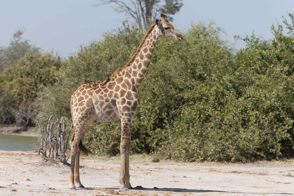 Eine Giraffe steht in der Nähe eines Sees