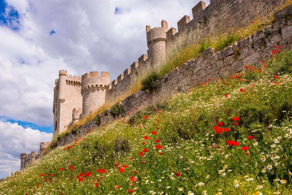 Ein Feld mit roten und weißen Blumen vor einer Burgmauer