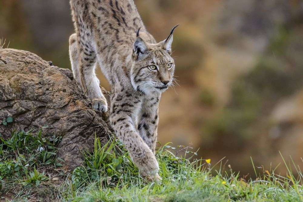 Ein luchs steht auf einem grasbewachsenen hügel