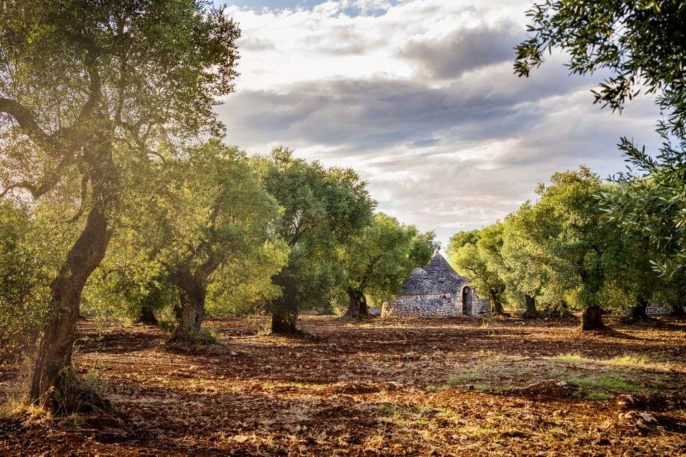 Ein Feld mit Bäumen und einem kleinen Steingebäude im Hintergrund