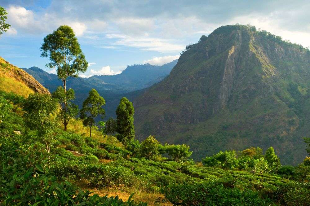 Eine Teeplantage mit Bäumen und Bergen im Hintergrund
