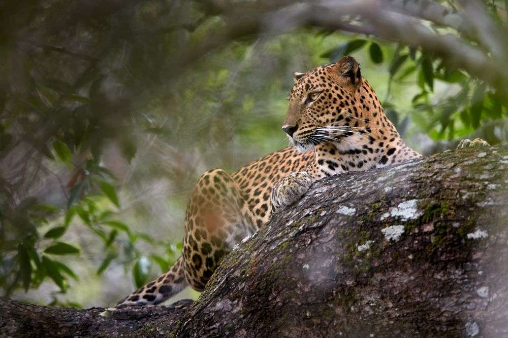 Ein leopard sitzt auf einem baumstamm und schaut in die kamera