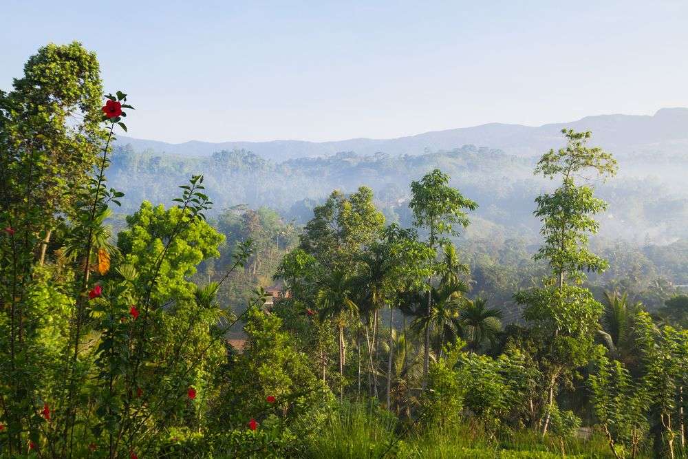 Ein üppiges grünes Tal mit Bäumen und Bergen im Hintergrund