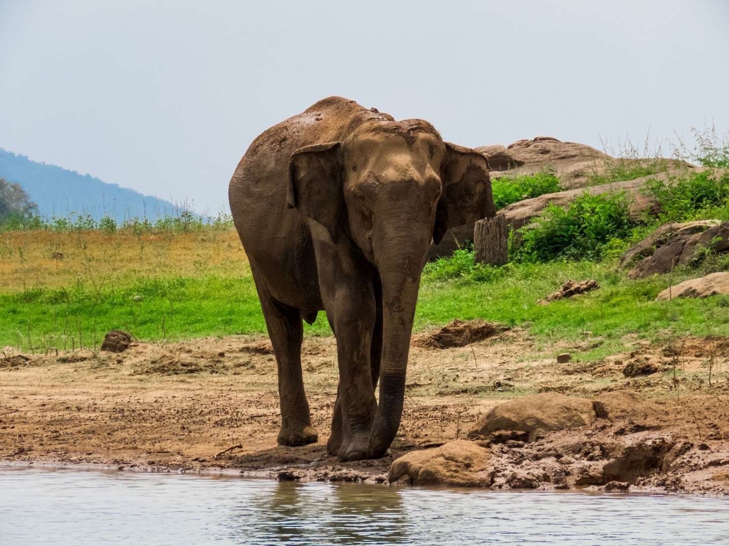 Ein elefant steht am ufer eines flusses