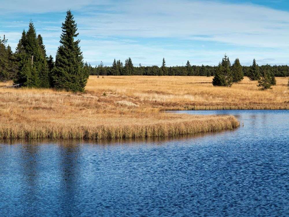 Ein Teich in einem Feld mit Bäumen im Hintergrund