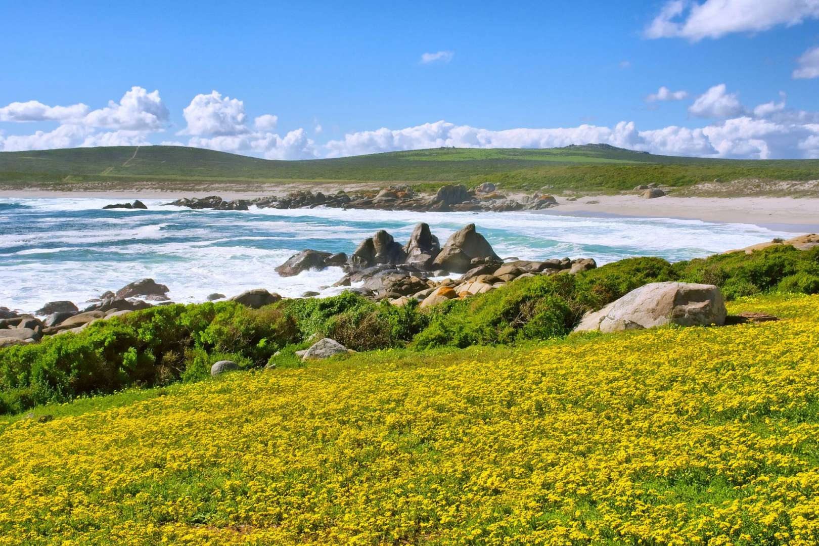 Ein Feld mit gelben Blumen in der Nähe eines Strandes