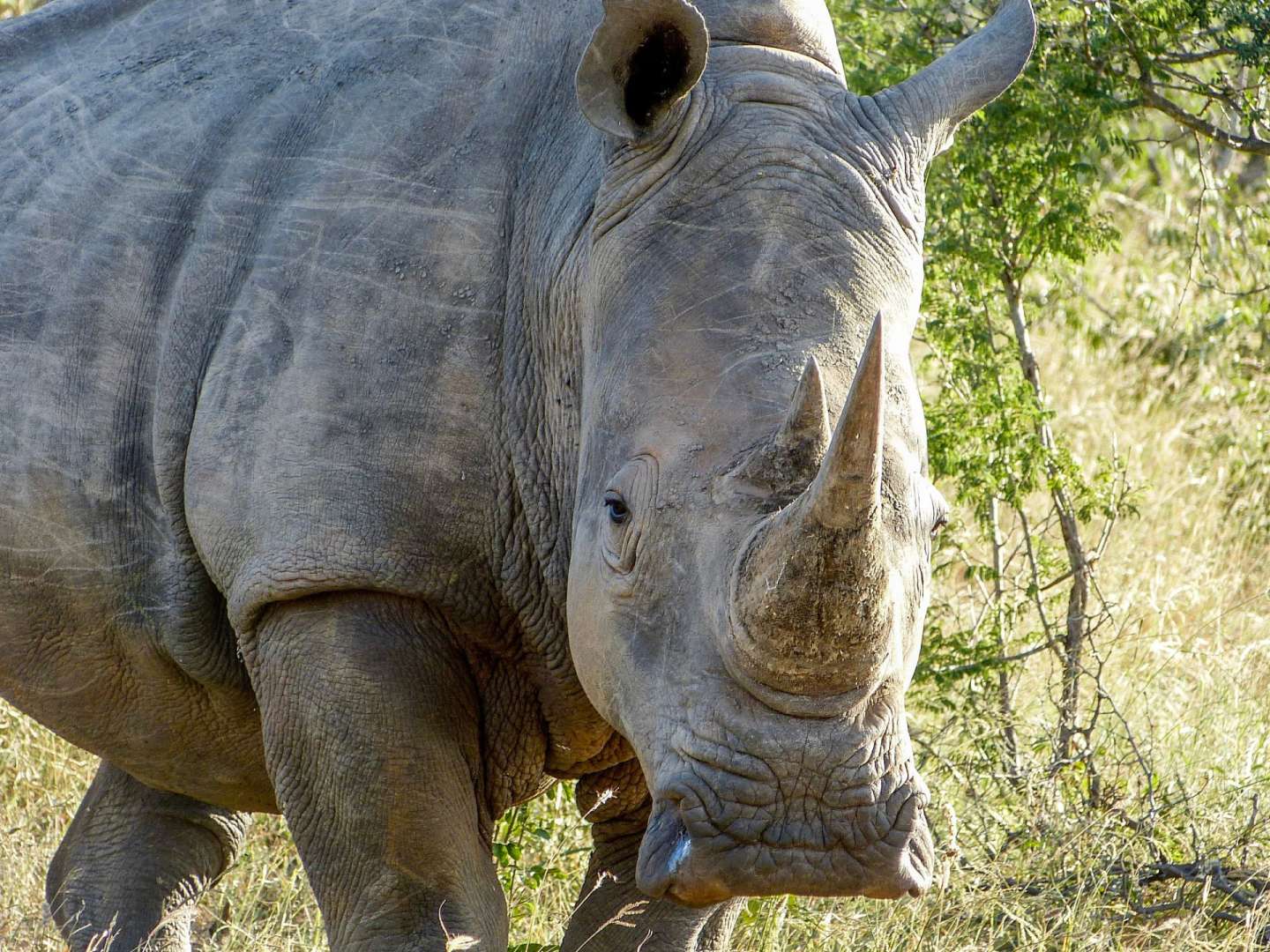 Ein Nashorn steht im Gras und schaut in die Kamera