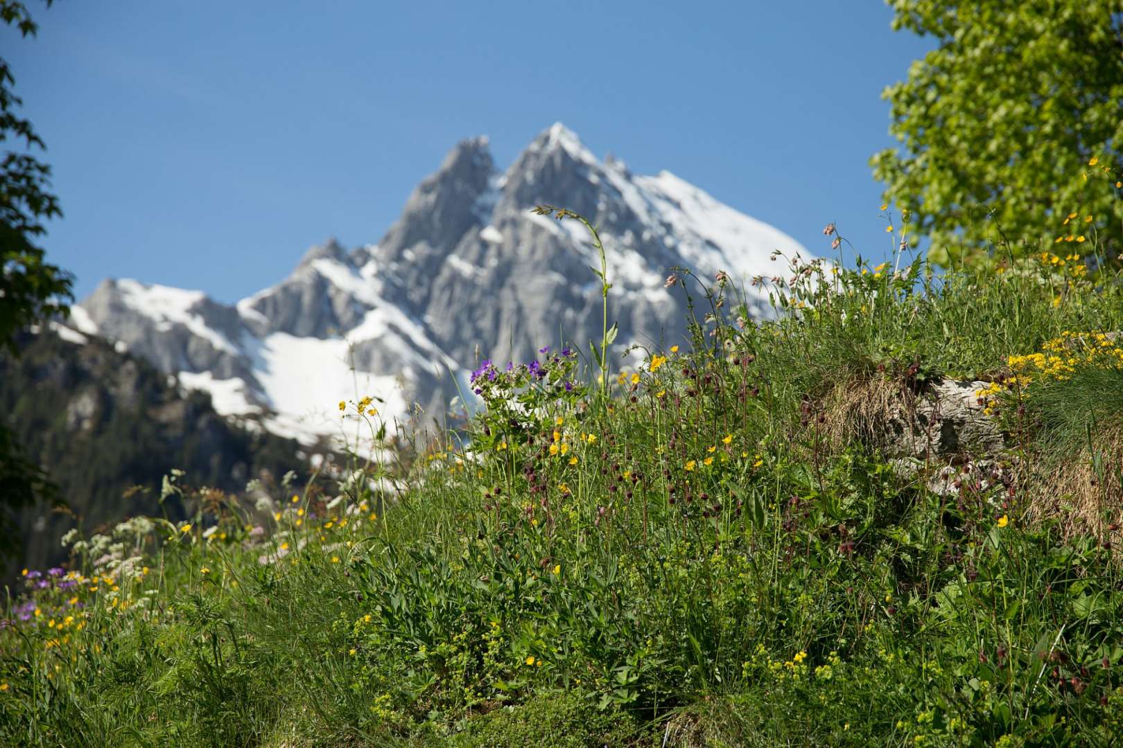 Ein Feld mit Blumen vor einem schneebedeckten Berg
