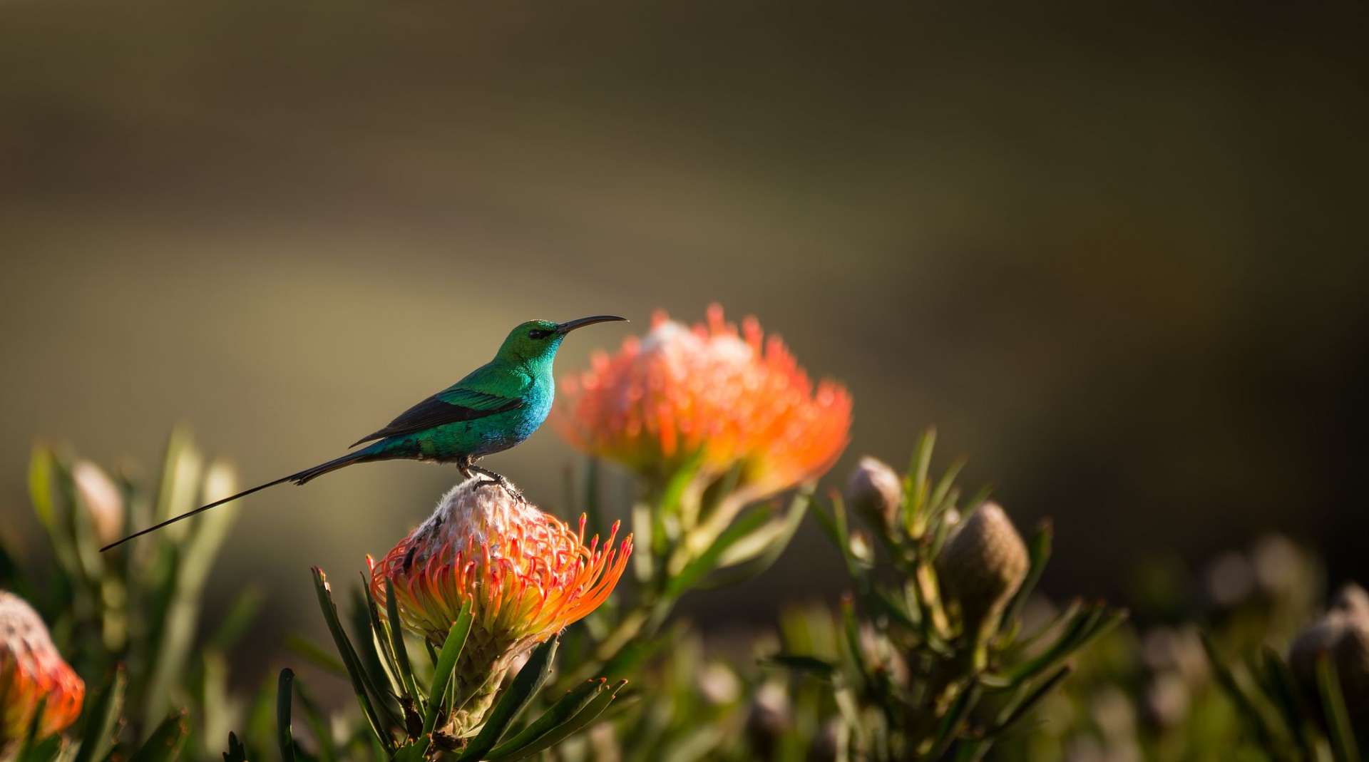 Ein grüner Vogel sitzt auf einer orangefarbenen Blume